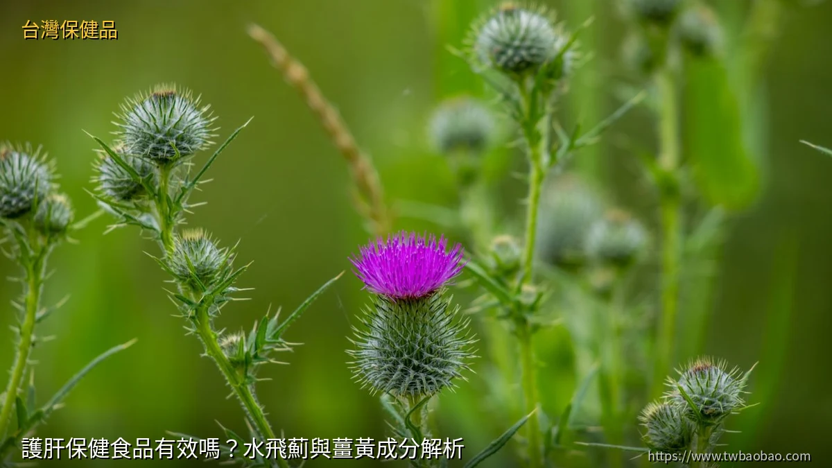 護肝保健食品有效嗎？水飛薊與薑黃成分解析